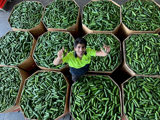 7500kg of Perfectly Edible Cucumbers Sent to Waste