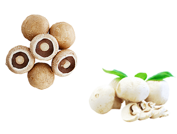 Mushroom Seasonal (one off)