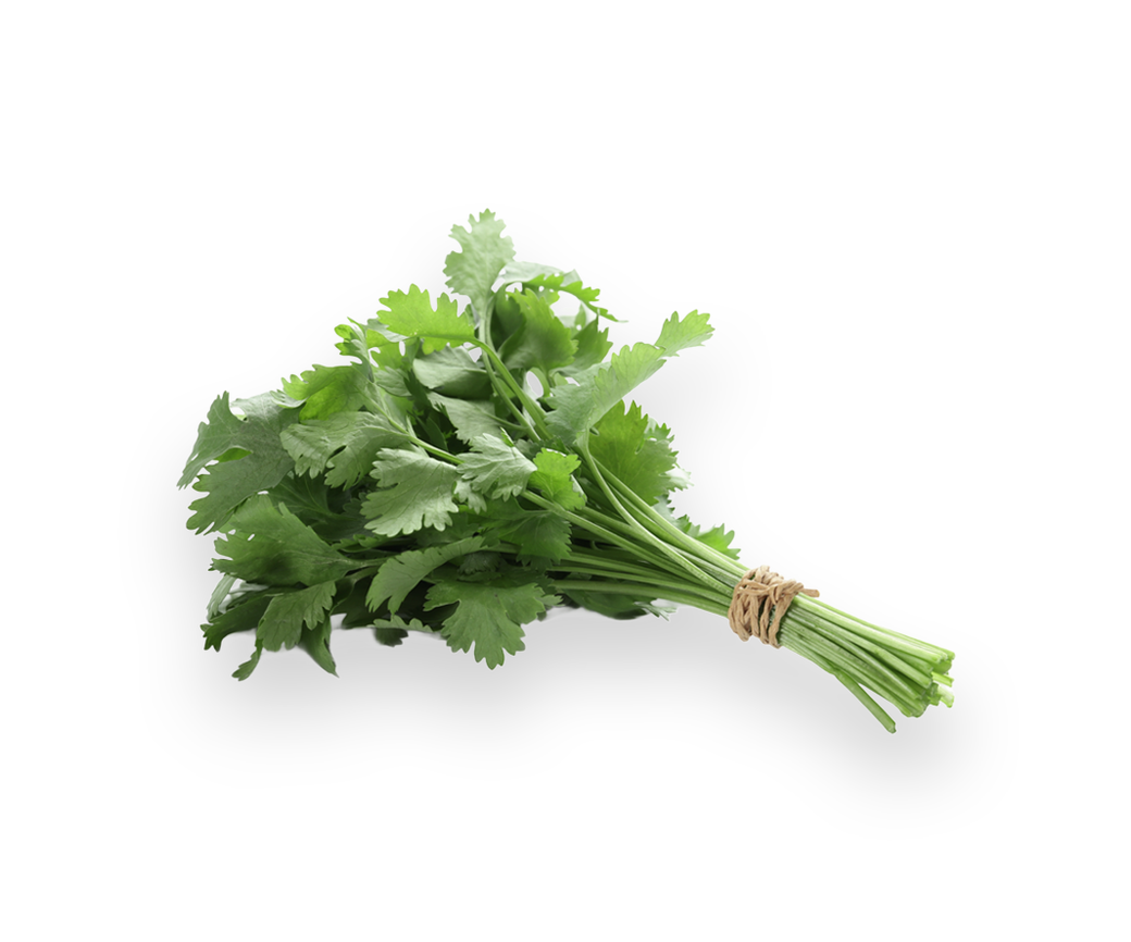 Coriander (one off)